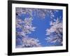 Cherry Blossoms-null-Framed Photographic Print