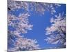 Cherry Blossoms-null-Mounted Photographic Print