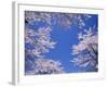 Cherry Blossoms-null-Framed Photographic Print