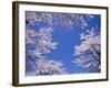 Cherry Blossoms-null-Framed Photographic Print