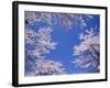 Cherry Blossoms-null-Framed Photographic Print