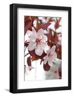 Cherry Blossoms-Jule Leibnitz-Framed Photographic Print