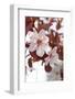 Cherry Blossoms-Jule Leibnitz-Framed Photographic Print
