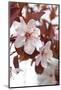 Cherry Blossoms-Jule Leibnitz-Mounted Photographic Print
