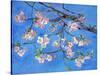 Cherry Blossoms-Sharon Pitts-Stretched Canvas