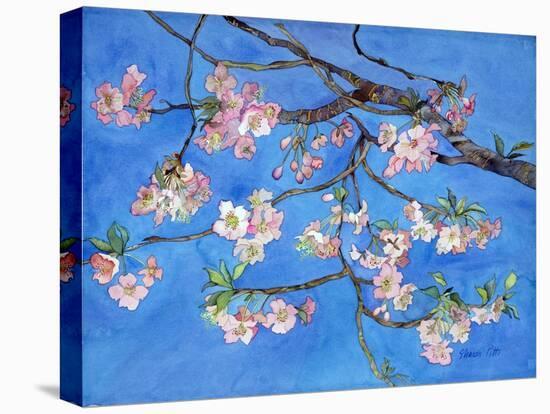 Cherry Blossoms-Sharon Pitts-Stretched Canvas