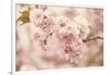 Cherry Blossoms-Jessica Jenney-Framed Giclee Print