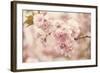 Cherry Blossoms-Jessica Jenney-Framed Giclee Print