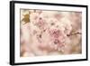 Cherry Blossoms-Jessica Jenney-Framed Giclee Print