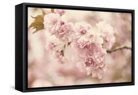 Cherry Blossoms-Jessica Jenney-Framed Stretched Canvas
