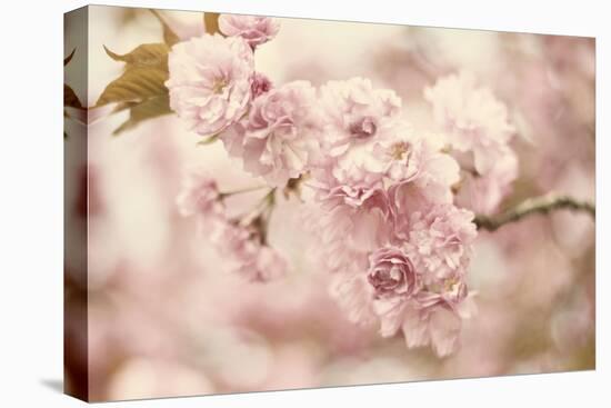 Cherry Blossoms-Jessica Jenney-Stretched Canvas