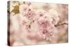 Cherry Blossoms-Jessica Jenney-Stretched Canvas