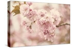 Cherry Blossoms-Jessica Jenney-Stretched Canvas