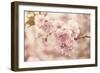 Cherry Blossoms-Jessica Jenney-Framed Giclee Print