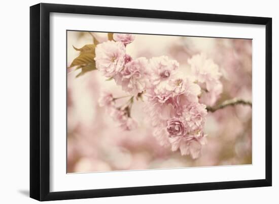 Cherry Blossoms-Jessica Jenney-Framed Giclee Print