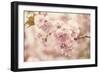 Cherry Blossoms-Jessica Jenney-Framed Giclee Print