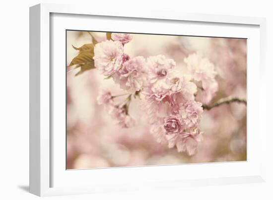 Cherry Blossoms-Jessica Jenney-Framed Giclee Print