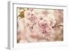 Cherry Blossoms-Jessica Jenney-Framed Giclee Print