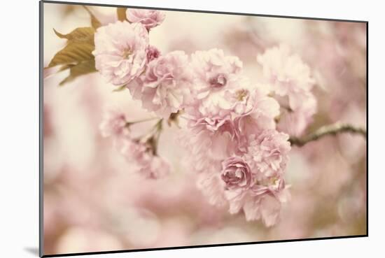 Cherry Blossoms-Jessica Jenney-Mounted Giclee Print