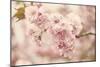 Cherry Blossoms-Jessica Jenney-Mounted Giclee Print