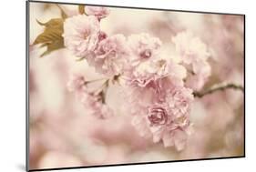 Cherry Blossoms-Jessica Jenney-Mounted Giclee Print