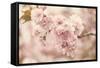 Cherry Blossoms-Jessica Jenney-Framed Stretched Canvas