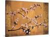 Cherry Blossoms-Erin Lange-Stretched Canvas