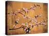 Cherry Blossoms-Erin Lange-Stretched Canvas