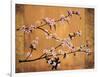 Cherry Blossoms-Erin Lange-Framed Art Print