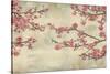 Cherry Blossoms-John Seba-Stretched Canvas