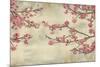 Cherry Blossoms-John Seba-Mounted Art Print