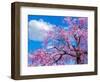 Cherry blossoms-Marco Carmassi-Framed Photographic Print