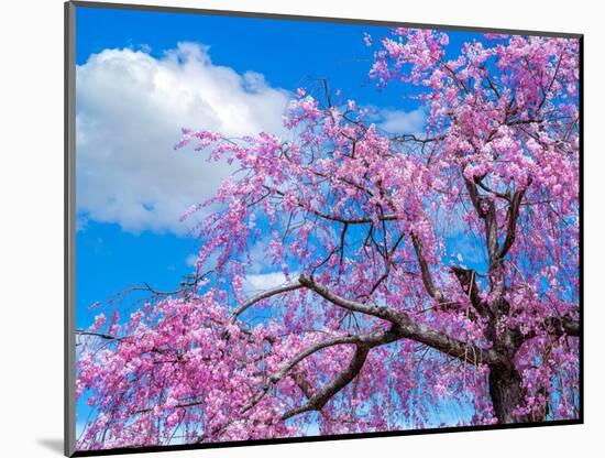 Cherry blossoms-Marco Carmassi-Mounted Photographic Print