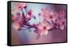 Cherry Blossums 1-Philippe Sainte-Laudy-Framed Stretched Canvas