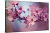 Cherry Blossums 1-Philippe Sainte-Laudy-Stretched Canvas