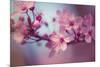 Cherry Blossums 1-Philippe Sainte-Laudy-Mounted Photographic Print