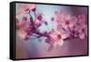 Cherry Blossums 1-Philippe Sainte-Laudy-Framed Stretched Canvas