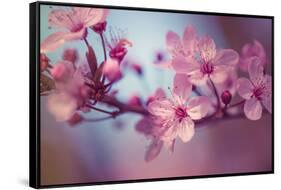 Cherry Blossums 1-Philippe Sainte-Laudy-Framed Stretched Canvas