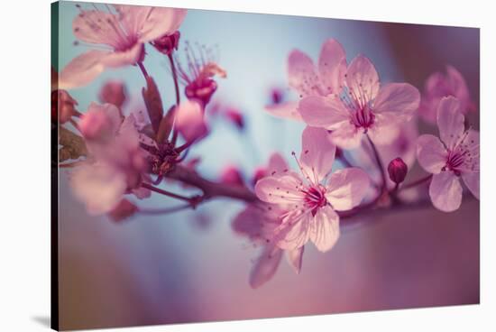 Cherry Blossums 1-Philippe Sainte-Laudy-Stretched Canvas