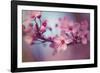 Cherry Blossums 1-Philippe Sainte-Laudy-Framed Photographic Print