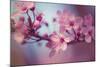 Cherry Blossums 1-Philippe Sainte-Laudy-Mounted Photographic Print