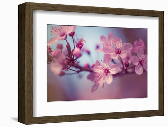 Cherry Blossums 1-Philippe Sainte-Laudy-Framed Photographic Print