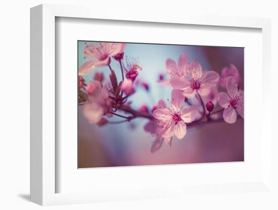 Cherry Blossums 1-Philippe Sainte-Laudy-Framed Photographic Print