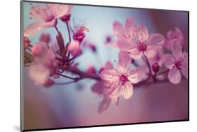 Cherry Blossums 1-Philippe Sainte-Laudy-Mounted Photographic Print