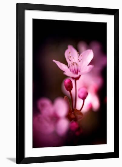 Cherry Blossums 3-Philippe Sainte-Laudy-Framed Photographic Print