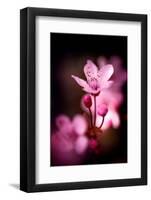 Cherry Blossums 3-Philippe Sainte-Laudy-Framed Photographic Print