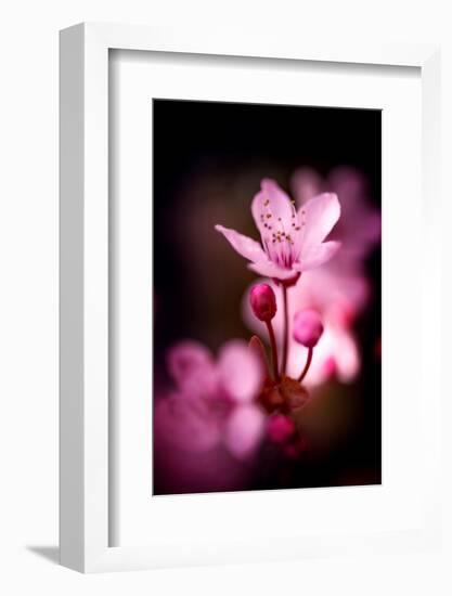 Cherry Blossums 3-Philippe Sainte-Laudy-Framed Photographic Print