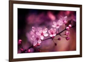 Cherry Blossums 5-Philippe Sainte-Laudy-Framed Photographic Print