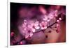 Cherry Blossums 5-Philippe Sainte-Laudy-Framed Photographic Print