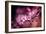 Cherry Blossums 5-Philippe Sainte-Laudy-Framed Photographic Print